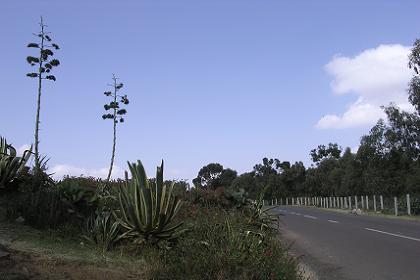 The road to Massawa, two kilometers from Asmara.